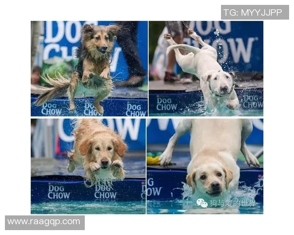 狗狗化身绿茵足球球星闪耀赛场展现萌力与运动激情